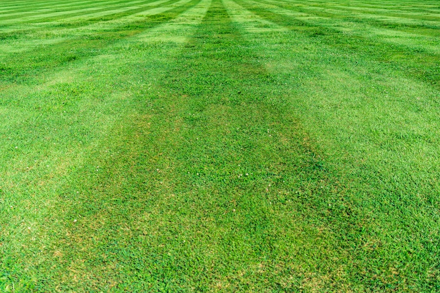 A freshly striped, healthy green lawn