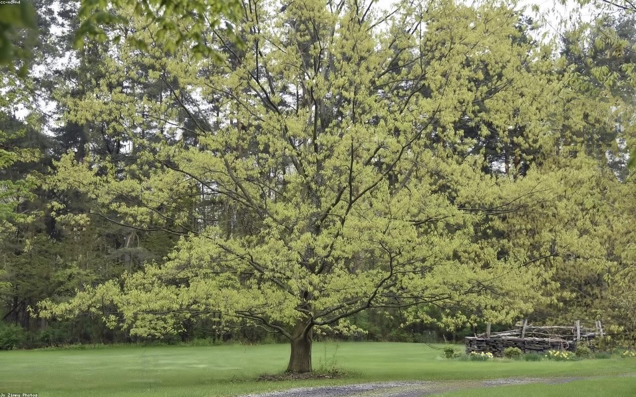Healthy green lawn with a mature shade tree